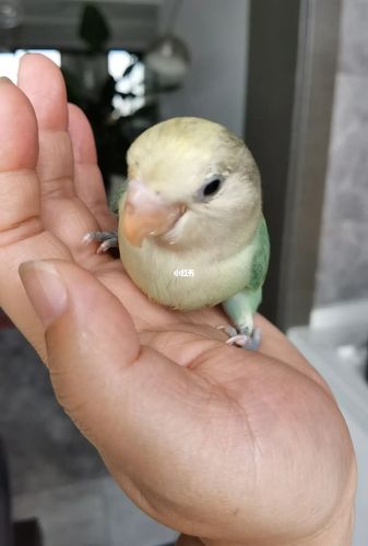 绿闪派牡丹鹦鹉_鹦鹉_牡丹_宠物_宠物其他