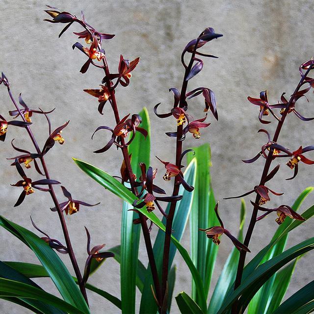 新手兰友,建议养盆墨兰企黑,好养易开花,开品漂亮香味