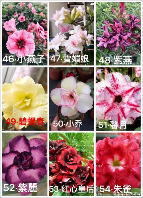 "沙漠玫瑰"可分为六类:其中的六十三种,请见图识名称