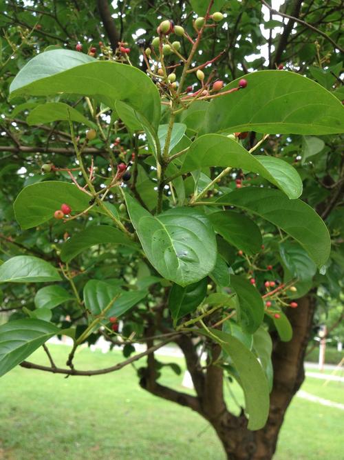 南方一种乔木植物名称