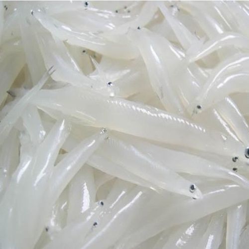 苏州特产太湖银鱼野生新鲜小银鱼淡水银鱼太湖鱼三白500g