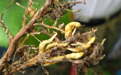 葡萄根瘤蚜危害大,综合防控一定要做好!