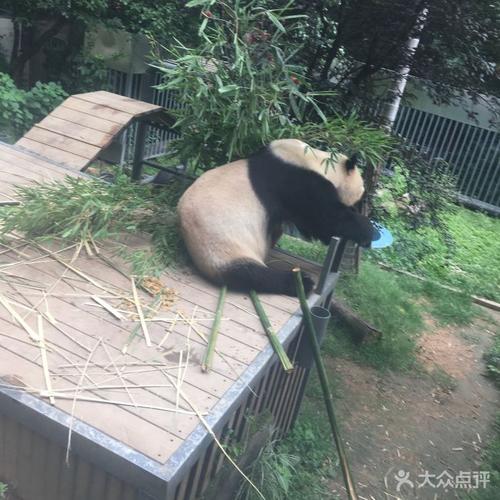 海峡(福州)熊猫世界图片