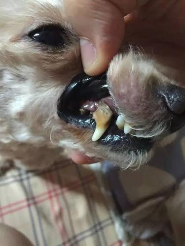 三岁狗狗牙齿就开始脱落扒开嘴巴发现它的牙齿就像玉米粒