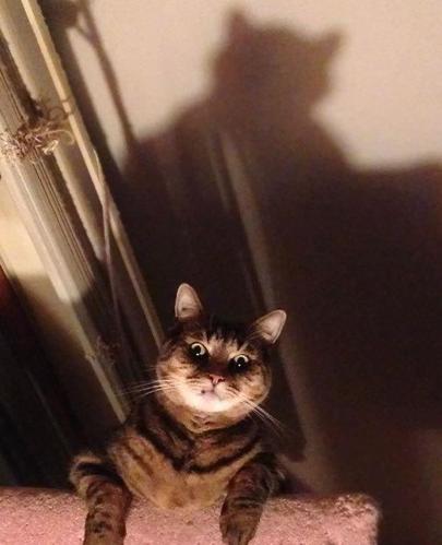 20张证明照片 猫比您想象的要可怕