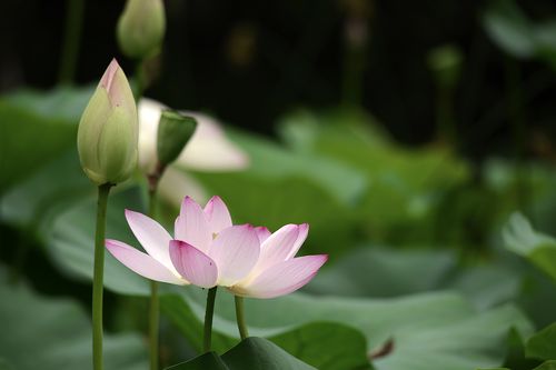 小荷初绽五