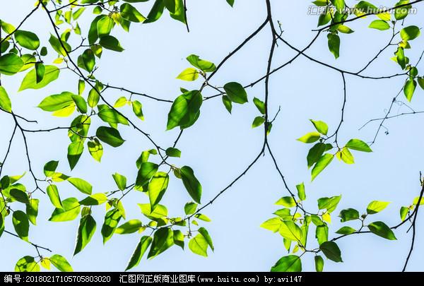 夏天树木盛开的枝叶