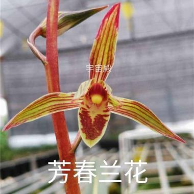 墨兰 宇宙殿 2苗带1芽