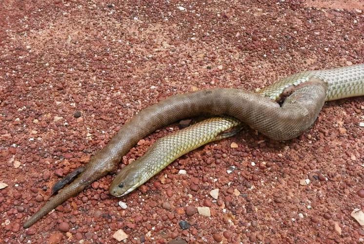 原创澳洲最大毒蛇,不惜撑死也要吞掉蟒蛇的恶霸——棕伊澳蛇