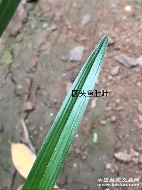15龙根春剑圆头鱼肚叶赌荷草 - 中国兰花交易网
