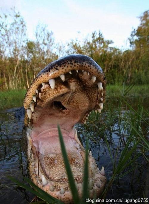 摄影师与短嘴鳄共处拍摄震撼照片(组图)