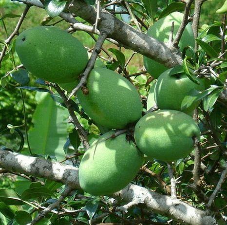 云南酸木瓜.产地临沧,普洱,德宏等地.