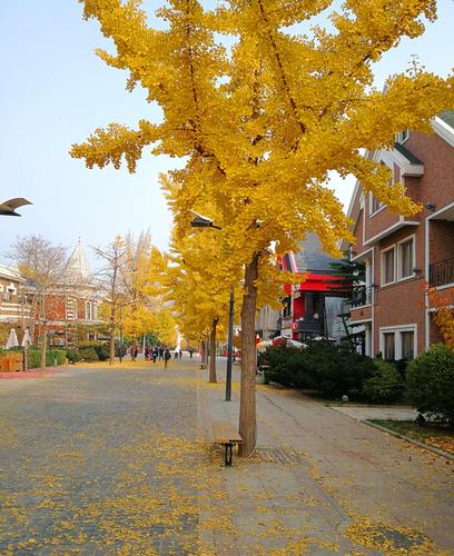 大连市南山枫林街银杏树