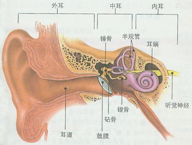 耳结构图
