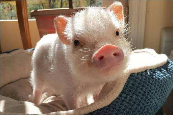 特别是83年的"大金猪",40岁后该何去何从