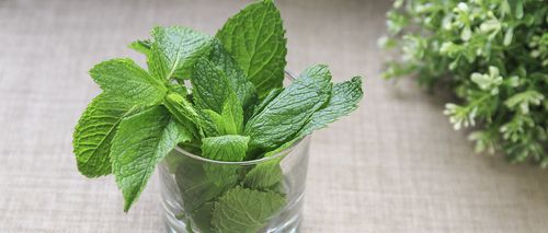 猫薄荷和薄荷的区别