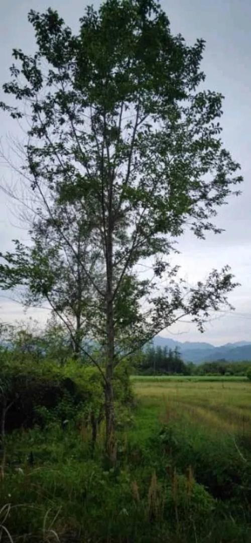 马褂木,无患子,江南桤木,金丝楠木,枫香,柳叶金桂,深山含笑,栾树,杨梅