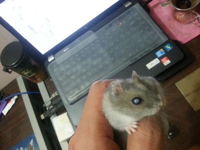 身体健康因素,例如糖尿病,同样会导致仓鼠患有白内障.