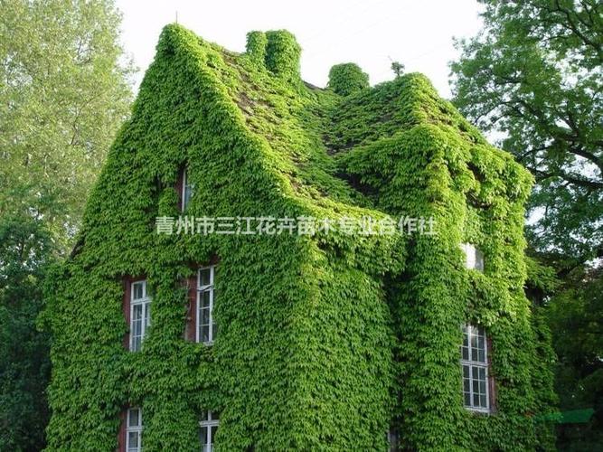 爬山虎/爬墙虎的脚_爬山虎对房子有害吗_爬山虎_爬山虎热销