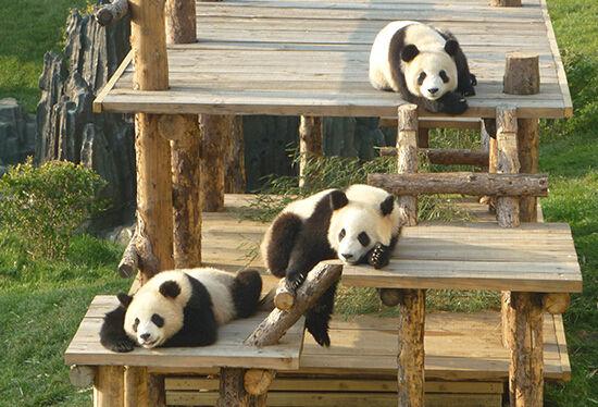 新浪旅游配图:大连森林动物园熊猫馆 摄影:图片来自新浪微博