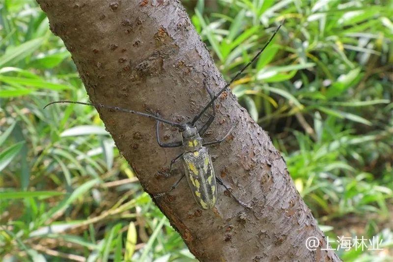云斑白条天牛雄成虫