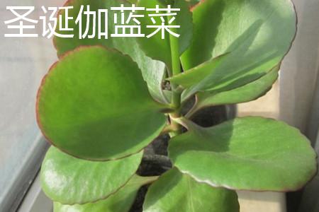 怎么辨别圣诞伽蓝菜