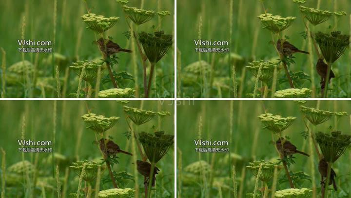 草间麻雀鸟野花