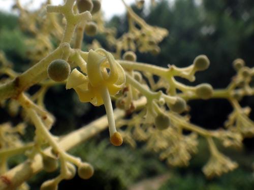 一花一世界——梧桐(青桐)