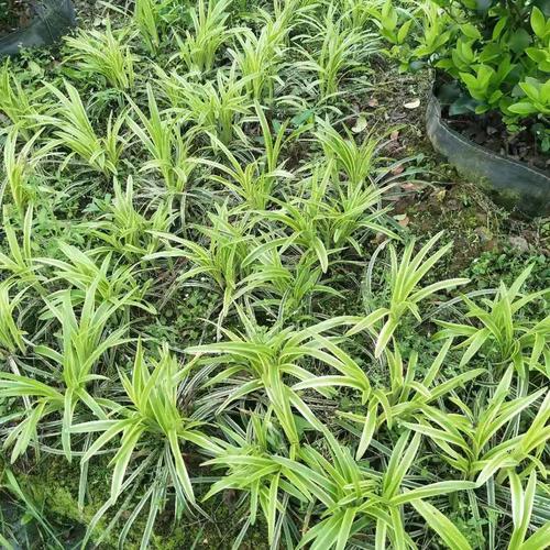 金边草价格批发 银边草基地直供 多年草本植物