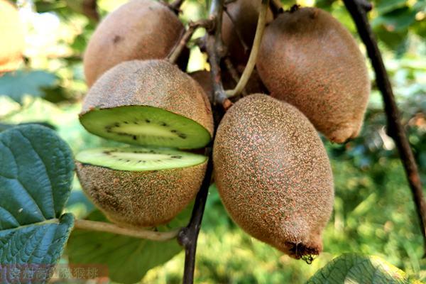 g3猕猴桃采摘)(阳光金果g3猕猴桃)(黄心猕猴桃价格是由哪些因素决定的