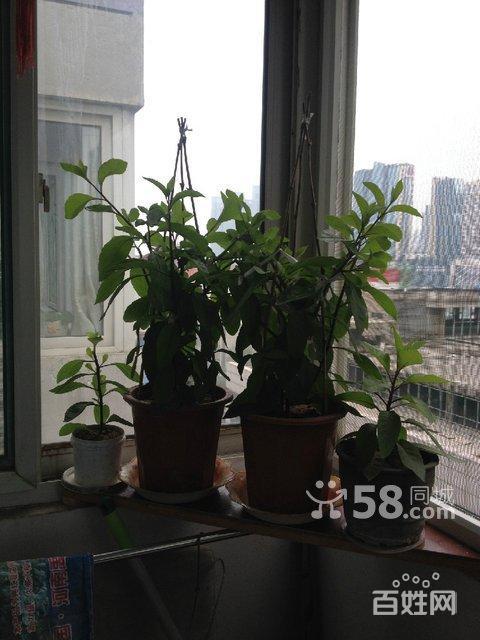 能治糖尿病的神奇植物------胰岛树