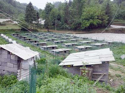 农村创业养野兔,成为赚钱新项目