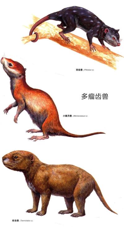 多瘤齿兽:小新月兽,纹齿兽