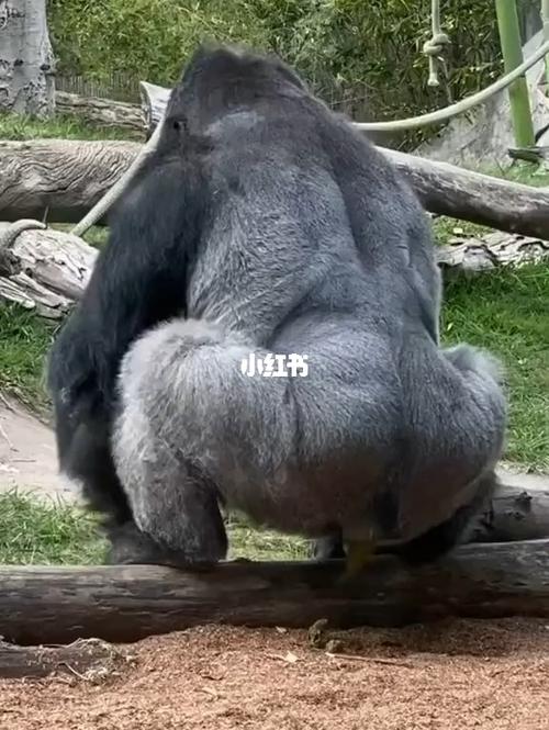 看过猩猩拉屎吗_搞笑_宠物_狗