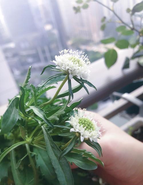 怀念一下夏天的白色松虫草,目前长得茂盛可惜光照不足应该是不会开花