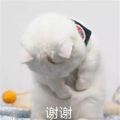 关于谢谢表情包可爱合集