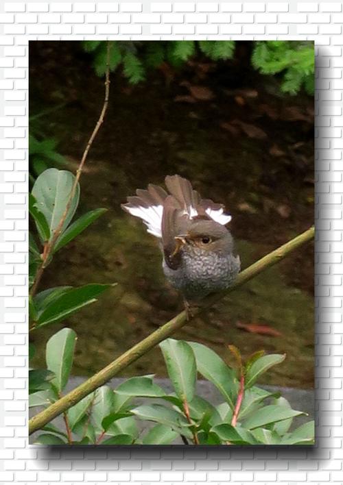 屋檐下的石燕鸟