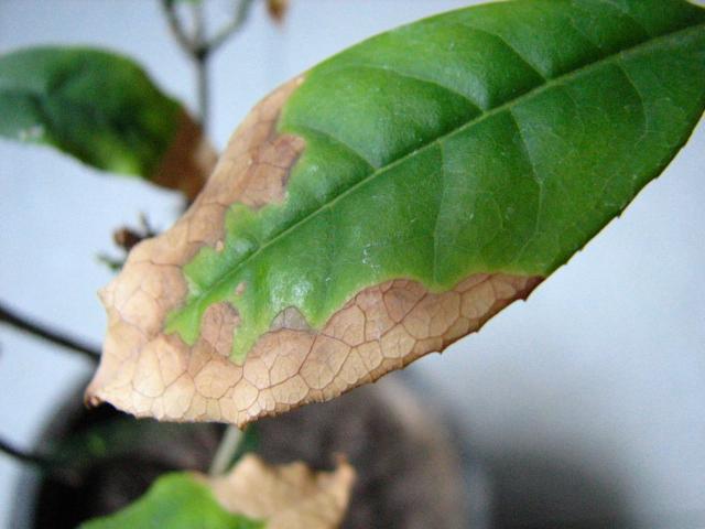 桂花树生病怎么治