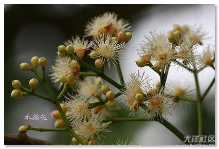 水榕花是不是水翁花