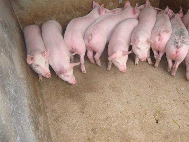 比如"土鸡""土鸡蛋""土鸭"等等,土猪肉也一样,其实就是家养的意思