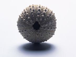 环刺棘海胆  下一图册 2/2环刺棘海胆信息图片尺寸620x473 来自