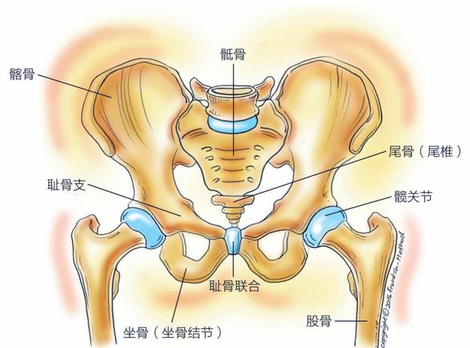 瑜伽解剖学:骨盆解剖与功能Ⅰ