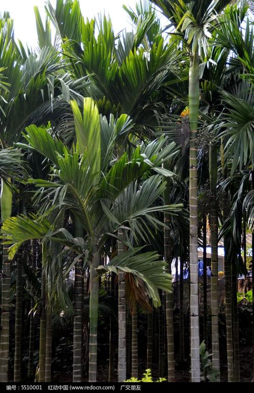 南方果树槟榔树