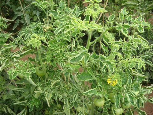 即ty病毒病,中文名称是"西红柿黄化曲叶病毒"或"西红柿黄化卷叶病毒"