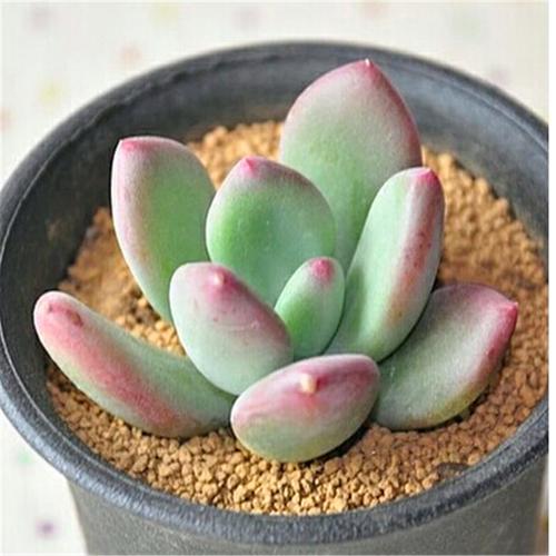 青星美人韩国多肉植物花卉植物盆栽花卉盆景一点红 叶