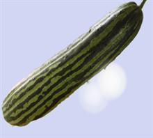 花皮菜瓜黄瓜种子