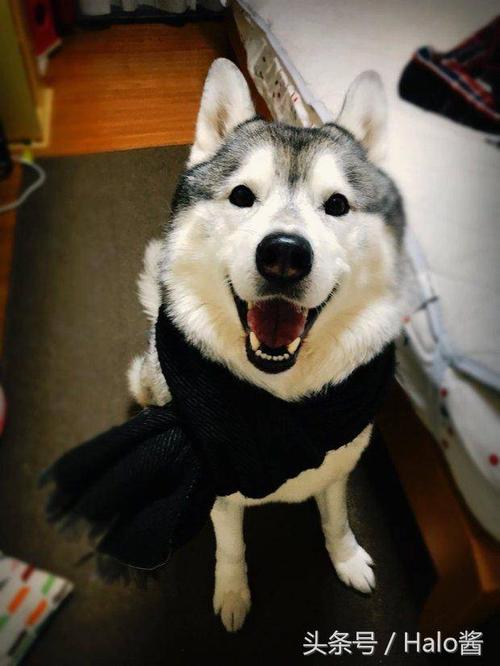 二哈界裴勇俊!发现自家狗子超级适合围围巾,气质提升几个档次!