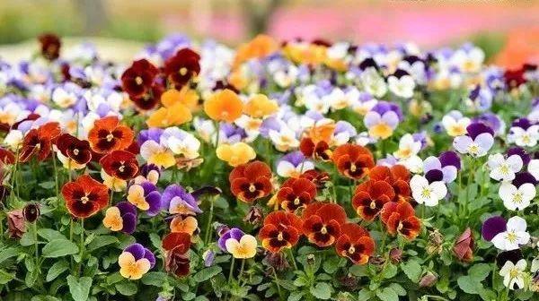 景观花海种苗篇翩翩起舞的花蝴蝶三色堇