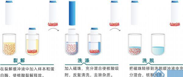 一文读懂磁珠法核酸提取仪