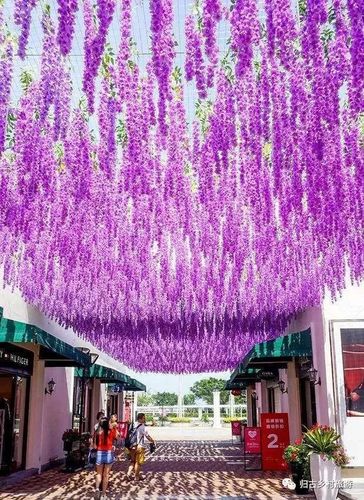 大家满怀希冀想一睹美丽的紫藤花海,大型恐龙园,巨型卡通乐园